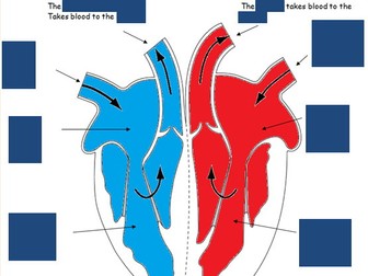 Muscles & Bones Lesson 3 - Muscles & Blood (The Heart) (Exploring Science 7C)