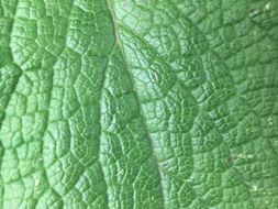 Things that are the Colour Green