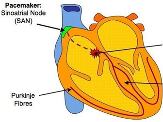 AQA A2 Biology 6A Stimuli & Response