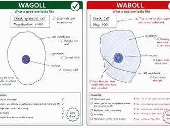 2026/27 new WJEC 1.1 Biology - Cell structure and function. Complete unit.