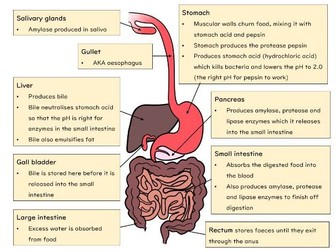 GCSE Biology Health and Organisation Slides and Worksheets Bundle (AQA ...