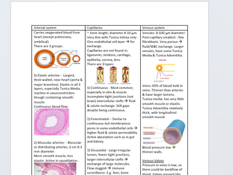 Cardiovascular system