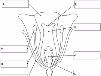 GCSE Biology: Plant Biology Worksheet Bundle | Teaching Resources