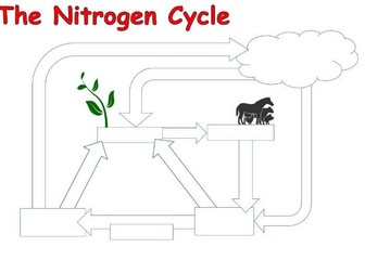 The Nitrogen Cycle worksheet