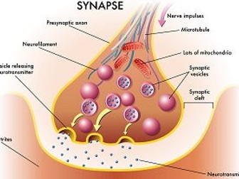 NEW OCR Biology A 5.3.5-6 Synapses