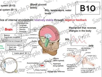 AQA Biology - B10 The Human Nervous System Revision Mindmap