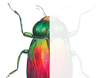 Blended colour pencil half beetle - cover worksheet