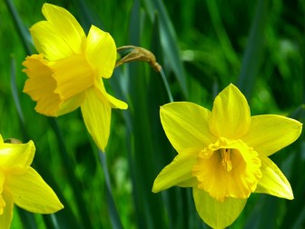 Nettles and Daffodils - poetry comparison structure strip support