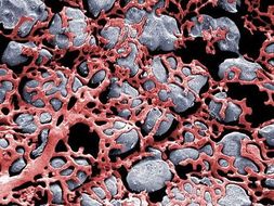 Biology Module 3.1 - Exchange Surfaces and Breathing