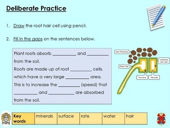 Y7 Activate - Specialised plant cells