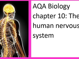 The human nervous system (chapter 10 AQA Biology)