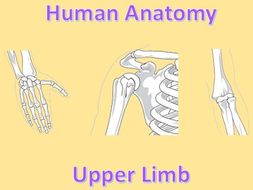 Human Anatomy Quiz: Upper Limb