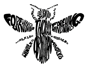 Honeybee Lettering Calligram