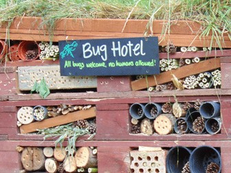 DT project - Insect/Bug Hotels