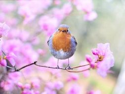 Spring Animals - Activities