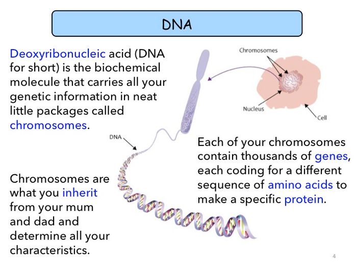 Sexual And Asexual Reproduction, Mitosis, Meiosis, DNA And The Genome ...