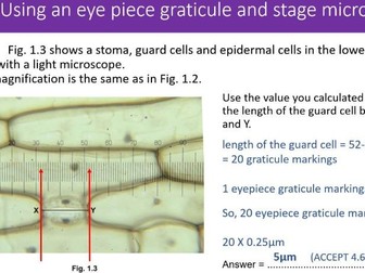 Using an eye piece graticule and stage micrometer