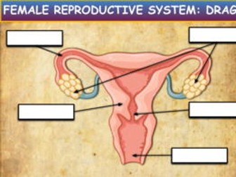 Female Reproduction: Drag & Drop Worksheet:Google Slides. Powerpoint