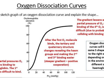 A-Level AQA Biology - Transport of Oxygen Bundle