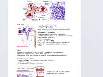 Urinary system