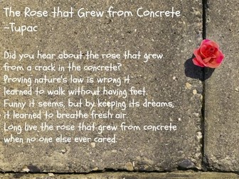 The Rose that grew from Concrete Poem Analysis