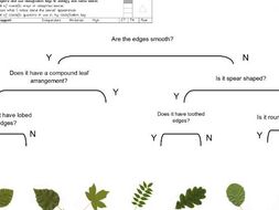 Leaf classification - three levels of worksheet and slides