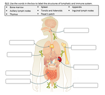 The Lymphatic and Immune Systems - Worksheet | Distance Learning ...
