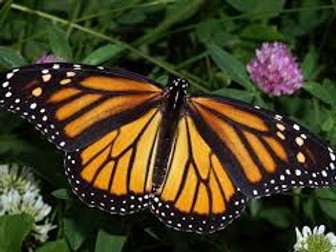 Animal Migration - Monarch Butterflies Differentiated Worksheets including answers!