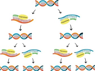 BTEC - Polymerase Chain Reaction PCR