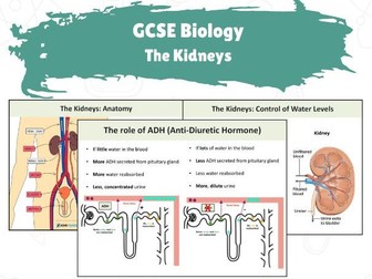 GCSE Biology - The Kidneys