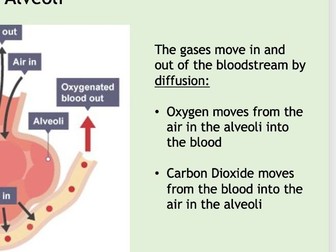 GCSE Edexcel Gas Exchange Lesson