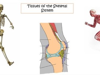 Edexcel IAL Biology 7B.1 Tissues of the Skeletal System