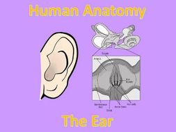 Human Anatomy Quiz: Ear