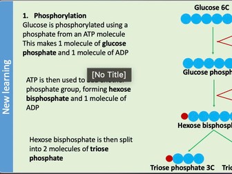 AQA Alevel Respiration - Glycolysis