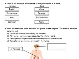 GCSE Biology Hormones worksheet | Teaching Resources