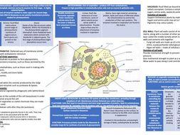 eukaryotic cell structure | Teaching Resources