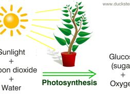 write the end product of photosynthesis