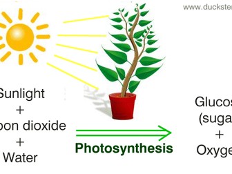 Photosynthesis END OF UNIT TEST