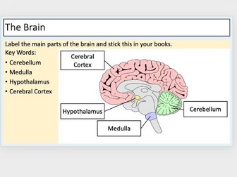 The Brain, The Eye & Control of Body Temperature (3 Triple Science Lessons)