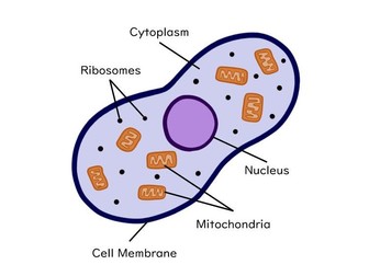 Cell Biology GCSE (AQA Topic 1) | Teaching Resources