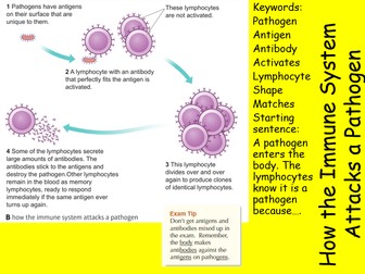 Edexcel CB5 SB5 The Immune System Complete Lesson - GCSE Biology/ Combined Science