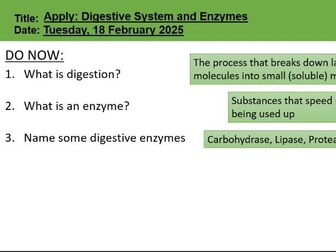 Apply: Digestive System and Enzymes