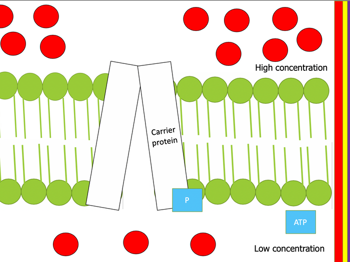 IGCSE Edexcel Biology (9-1) Movement Of Substances Into And Out Of ...