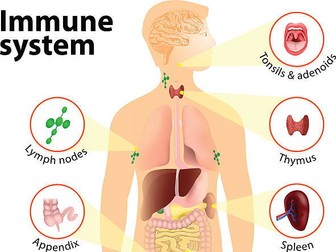 AS Level Biology - The Immune System