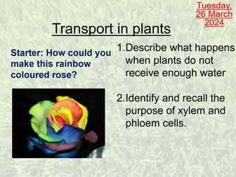 Year 8 Transport of water in a plant