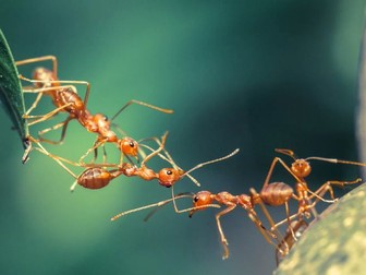 English Functional Lesson_Capitial Letters and Full Stop Focus_TAN