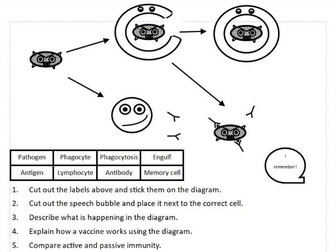 Immunity worksheet