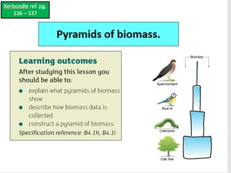 Pyramid of numbers and biomass