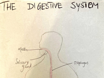 Leaving Cert HL Digestive System