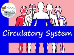 Human Body: Circulatory System Crossword and Word Search | Teaching